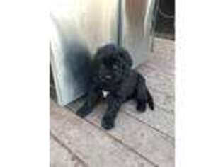 Newfoundland Puppy for sale in Joliet, IL, USA