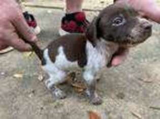 German Shorthaired Pointer Puppy for sale in Waller, TX, USA