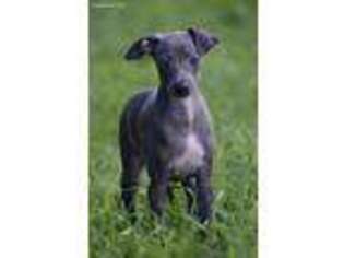 Italian Greyhound Puppy for sale in Westport, NY, USA