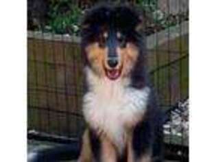 Collie Puppy for sale in Southbury, CT, USA