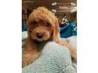 Goldendoodle Puppy for sale in Lester Prairie, MN, USA