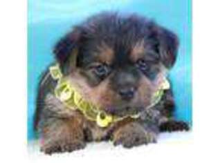 Norfolk Terrier Puppy for sale in Rising Sun, IN, USA