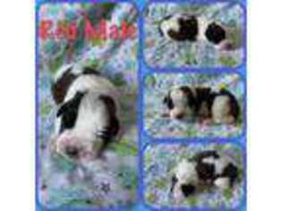 Saint Bernard Puppy for sale in Hillsboro, OH, USA