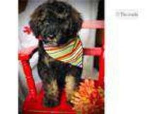 Mutt Puppy for sale in Orem, UT, USA