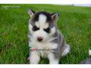 Siberian Husky Puppy for sale in Corydon, IA, USA