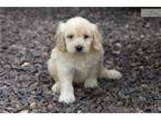 Goldendoodle Puppy for sale in Cedar Rapids, IA, USA