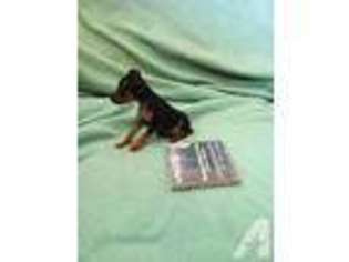 Miniature Pinscher Puppy for sale in RIO LINDA, CA, USA