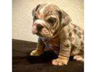 Bulldog Puppy for sale in San Bernardino, CA, USA