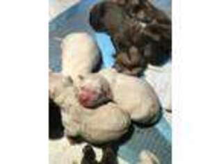 Labrador Retriever Puppy for sale in Beecher City, IL, USA