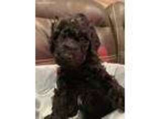 Goldendoodle Puppy for sale in Brazoria, TX, USA