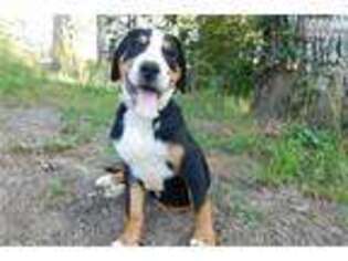 Greater Swiss Mountain Dog Puppy for sale in Little Rock, AR, USA