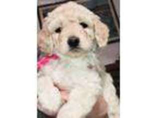 Goldendoodle Puppy for sale in Merrimack, NH, USA