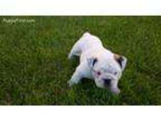 Bulldog Puppy for sale in Wilmington, DE, USA