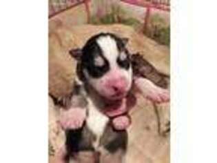 Siberian Husky Puppy for sale in Gladstone, NM, USA