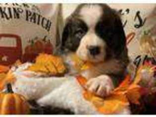 Bernese Mountain Dog Puppy for sale in Selma, NC, USA