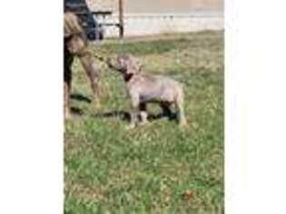 Weimaraner Puppy for sale in Stockdale, TX, USA