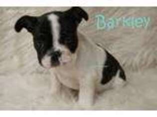Bulldog Puppy for sale in Azle, TX, USA