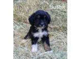 Mutt Puppy for sale in Albertville, AL, USA