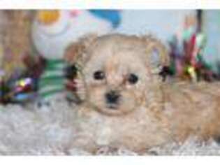 Yorkshire Terrier Puppy for sale in Fort Worth, TX, USA