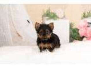 Yorkshire Terrier Puppy for sale in Warsaw, IN, USA