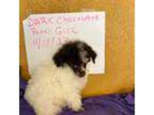 Mutt Puppy for sale in Denham Springs, LA, USA
