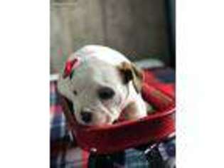 Olde English Bulldogge Puppy for sale in Nappanee, IN, USA