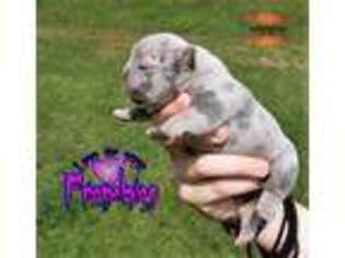 French Bulldog Puppy for sale in Chattahoochee, FL, USA