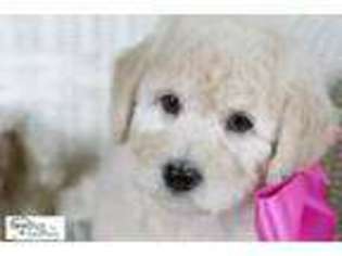 Goldendoodle Puppy for sale in Pueblo, CO, USA