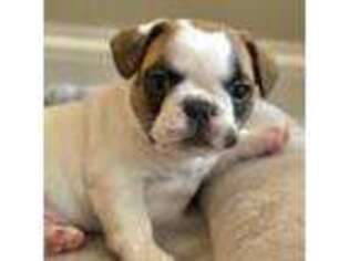 French Bulldog Puppy for sale in Marysville, OH, USA