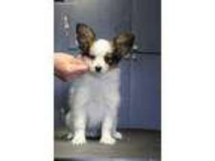 Papillon Puppy for sale in Norman, OK, USA