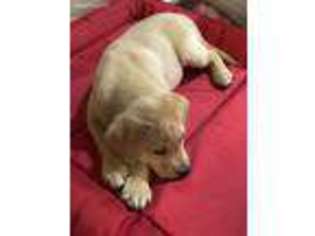 Labrador Retriever Puppy for sale in Chester Springs, PA, USA