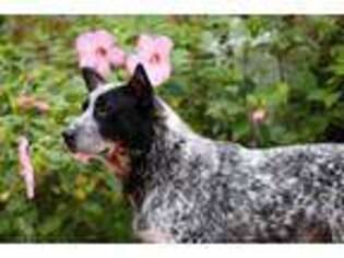Australian Cattle Dog Puppy for sale in Coats, NC, USA