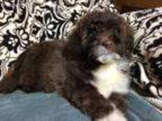 Portuguese Water Dog Puppy for sale in Forest, OH, USA