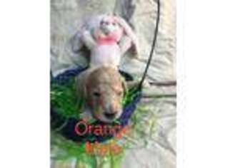 Goldendoodle Puppy for sale in Lewisville, TX, USA