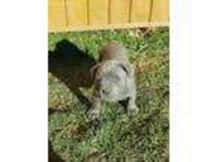 Cane Corso Puppy for sale in Summersville, WV, USA