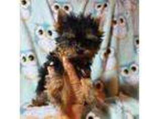 Yorkshire Terrier Puppy for sale in Camilla, GA, USA
