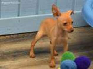 Miniature Pinscher Puppy for sale in Providence Village, TX, USA