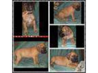 Great Dane Puppy for sale in FLINTSTONE, MD, USA