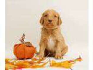 Goldendoodle Puppy for sale in Sioux Falls, SD, USA