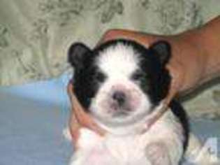 Mutt Puppy for sale in NAPA, CA, USA