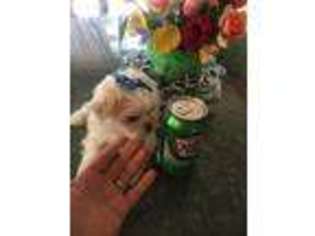 Maltese Puppy for sale in Watertown, NY, USA