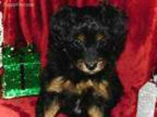 Mutt Puppy for sale in West Lafayette, OH, USA