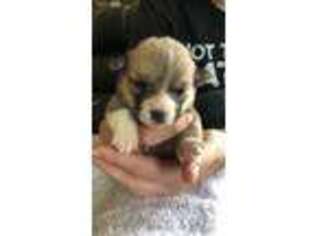 Pembroke Welsh Corgi Puppy for sale in Stewartsville, MO, USA
