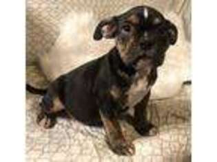 Mutt Puppy for sale in Watertown, CT, USA