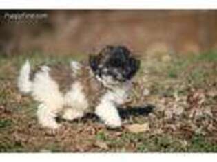 Shih-Poo Puppy for sale in Cedar Springs, MI, USA