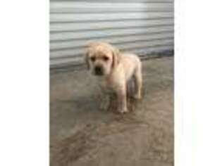 Labrador Retriever Puppy for sale in Santa Fe, TX, USA