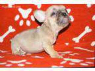 French Bulldog Puppy for sale in Forest Hills, NY, USA