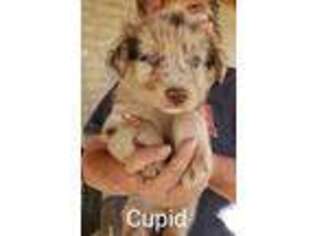 Australian Shepherd Puppy for sale in Tucson, AZ, USA