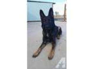 German Shepherd Dog Puppy for sale in TRACY, CA, USA