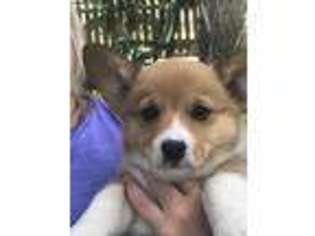Pembroke Welsh Corgi Puppy for sale in Richfield, OH, USA